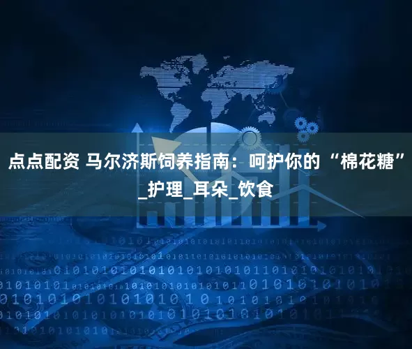 点点配资 马尔济斯饲养指南：呵护你的 “棉花糖”_护理_耳朵_饮食